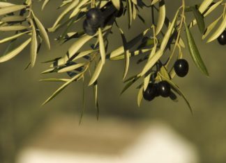 La Junta aplaude la suspensión temporal de los aranceles de Estados Unidos que afectan a productos andaluces como el aceite de oliva