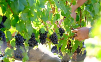 La Junta apoya al sector del vino andaluz para impulsar su presencia en mercados exteriores