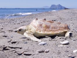 Las dos caras del nido de tortuga boba