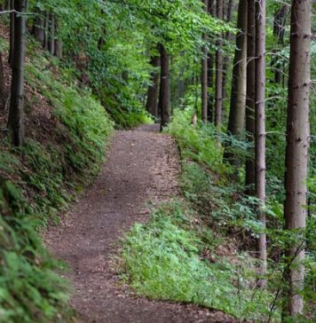 El 1 % del presupuesto mundial enviaría la destrucción total de la naturaleza y de nuestro planeta.