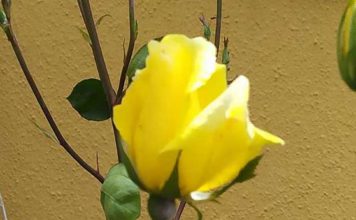 “ARA CAL UNITAT I SOLIDARITAT”