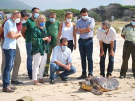 Liberada una tortuga boba en Los Lances tras su recuperación en el Cegma de Algeciras