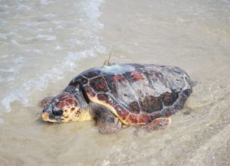 La Junta libera tortugas bobas con marcadores satelitales para estudiar su comportamiento