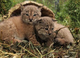 Andalucía cuenta con 9 cachorros más de lince ibérico nacidos en el centro de La Olivilla