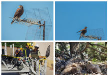 Agentes de Medio Ambiente evitan que aves rapaces exóticas aniden en la ciudad de Málaga