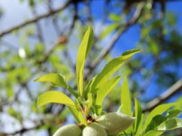 La superficie de cultivo de almendra crece un 9% en 2019 y marca un nuevo récord en Andalucía
