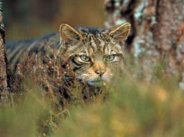 Artículo Periodístico 4.611º: “Los animales culturales y los animales de compañía”