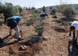 La Diputación supera los 340.000 árboles plantados en la provincia en su lucha contra el cambio climático