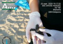 Reportaje fotográfico del nacimiento de Tortugas Boba en Cabopino