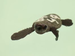 Las tortugas boba de la Costa del Sol
