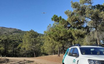 Desarrollo Sostenible inicia los tratamientos aéreos contra la procesionaria del pino