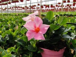Ayudas a flor cortada