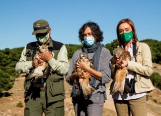 La Junta y la asociación Grefa colaboran en la liberación de tres milanos reales en Cazorla