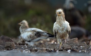 El año 2020 marca nuevos registros en el número de ejemplares y en la gestión de los programas de aves necrófagas en Andalucía