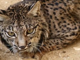 El lince errante de Rociana del Condado