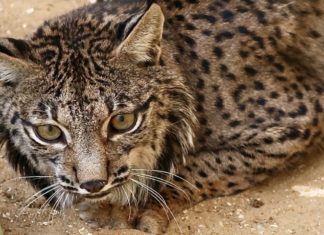 El lince errante de Rociana del Condado