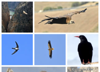 La Diputación edita una guía con información sobre un centenar de aves que pueden observarse en el Caminito del Rey y su entorno