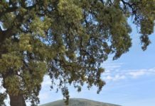 Turismo financia la adecuación de un área para su uso recreativo y de avistamiento de aves en Humilladero