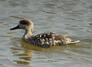 La cerceta pardilla y la educación ambiental