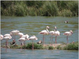 La Diputación destina 2,1 millones de euros a Fuente de Piedra en los dos últimos años