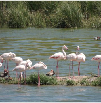 Al consejero Pacheco. La crisis de las Salinas