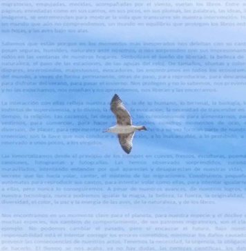 Aves, literatura y Educación Ambiental
