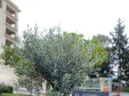 El Hospital Regional de Málaga homenajea a las víctimas de la Covid19 y a quienes lucharon contra el virus con la inauguración del «Árbol del Recuerdo»