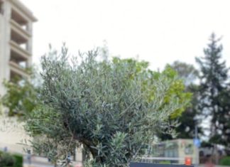 El Hospital Regional de Málaga homenajea a las víctimas de la Covid19 y a quienes lucharon contra el virus con la inauguración del «Árbol del Recuerdo»