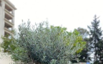 El Hospital Regional de Málaga homenajea a las víctimas de la Covid19 y a quienes lucharon contra el virus con la inauguración del «Árbol del Recuerdo»