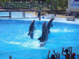 Los mejores parques de ocio para visitar con niños en Málaga