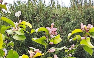 La producción de cítricos de Andalucía supera los 2,3 millones de toneladas en 2020-2021