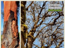 Vuelven las ‘arboladas’ de la Diputación de Málaga con las que ya se han plantado más de 350.000 árboles en parajes naturales de la provincia