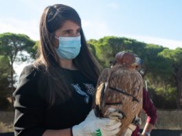 Andalucía se posiciona como territorio clave en la recuperación del águila imperial ibérica