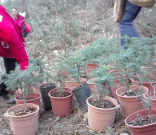 1ª Jornada Pinsapo Suma