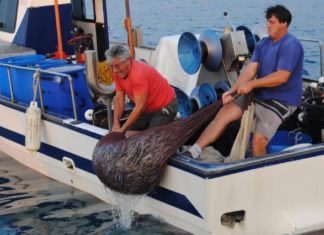 Aunando esfuerzos: pesca y conservación