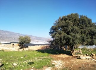 Paz y educación ambiental