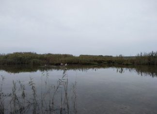 Conservación de los humedales