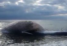 Rescate de Ballena varada en Estepona