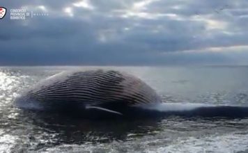 Rescate de Ballena varada en Estepona