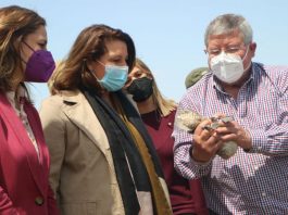 Los humedales de Andalucía registran durante la invernada 819.300 ejemplares de 101 especies de aves