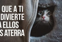 concejal de Seguridad del Ayuntamiento de Málaga se compromete con PACMA a incrementar las medidas contra la pirotecnia