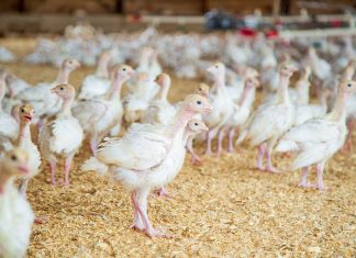 Las explotaciones afectadas por gripe aviar se elevan a 13 al confirmarse cuatro nuevos casos