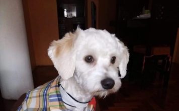 El caso Luno destapa un escándalo en los aeropuertos españoles: animales sanos presuntamente sacrificados por un error en la aplicación de la normativa europea