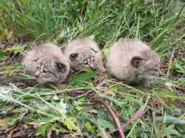 El lince adoptado de La Olivilla