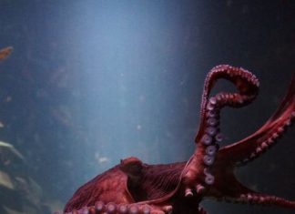 PACMA organiza este domingo un acto a nivel internacional contra la primera granja de pulpos del mundo