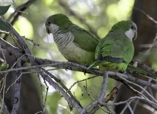 PACMA acude al Tribunal Superior de Justicia de Andalucía por la caza de cotorras de Sevilla