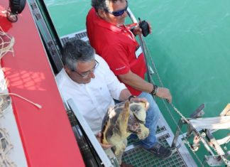 El programa de conservación de especies marinas apoyado por la Diputación permite la recuperación de dos tortugas