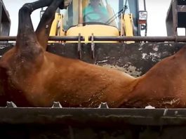 La Romería de El Rocío: calvario y camposanto de los animales