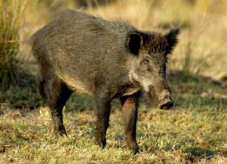 El BOJA publica una resolución que permite a los cazadores colaborar en el control de cerdos asilvestrados y jabalíes por sobrepoblación