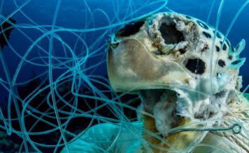 Redes fantasmas, la muerte invisible de los océanos